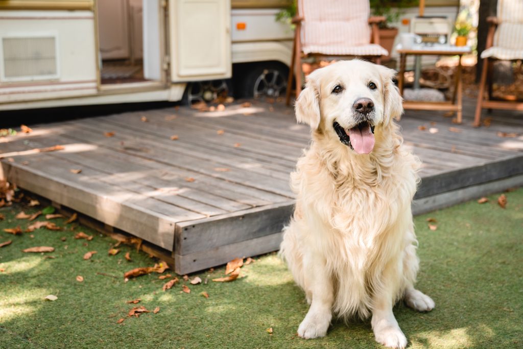 Pet Friendly RV Parks in Mineola